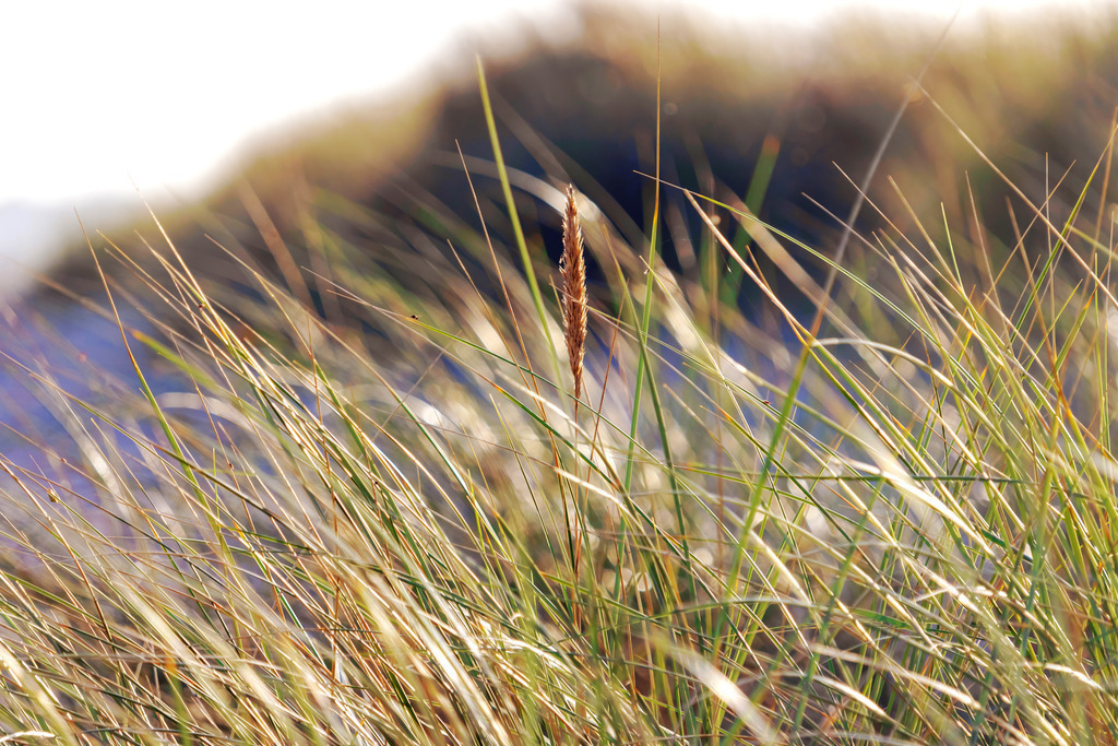 Leinwandbild Küstengold – Strandhafer im warmen Abendlicht | Entdecken Sie die Poesie im Detail. Dieses Wandbild ist eine Hommage an die leisen, filigranen Momente an der Ostsee. Ein einzelner Halm des Strandhafers steht im scharfen Fokus, während sich die Umgebung in einem malerischen, weichen Bokeh verliert. Das sanfte Spiel von warmem Gold und dem angedeuteten Meeresblau im Hintergrund schafft eine Atmosphäre von purer Eleganz und Leichtigkeit. Ein minimalistisches Kunstwerk der Natur, das Ruhe und moderne Ästhetik perfekt vereint und Ihren Raum mit einer frischen Küstenbrise erfüllt. - Realisiert mit Pictrs.com