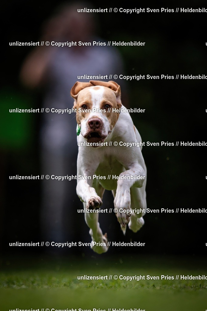 Sven Pries | 19. Allgemeines Hunderennen Karlsruhe Durlach - Realisiert mit Pictrs.com