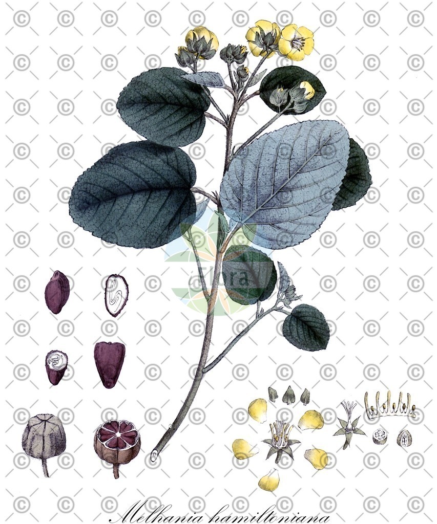 HistAbb_wfo-0001083806_1_ENZY_Simple | Historische Abbildung von Melhania hamiltoniana - Malvaceae | Historical Illustration of Melhania hamiltoniana - Malvaceae