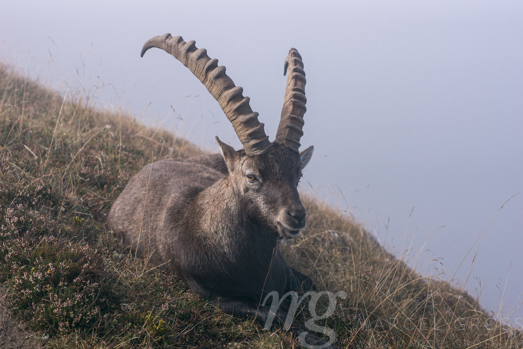 Kapitaler Alpensteinbock | a giant capricorn sitting on a ridge in the Swiss Alps - Realisiert mit Pictrs.com