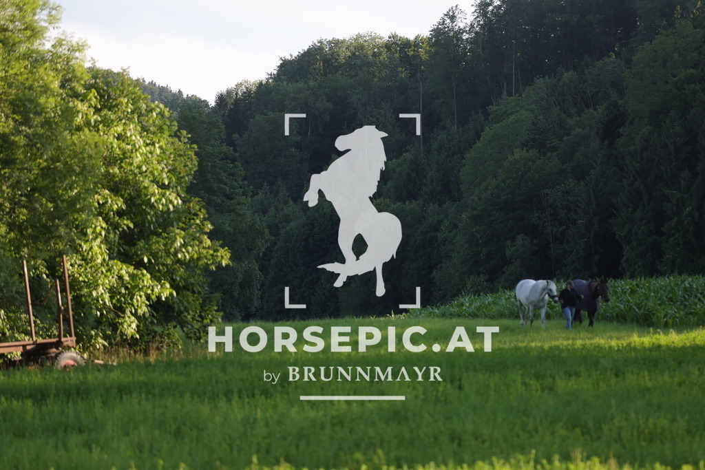 0P6A3401 | Willkommen bei Brunnmayr - Design & Fotografie – Ihrem Spezialisten für Reitturniere und Pferdeveranstaltungen in Oberösterreich, Salzburg und Bayern! Seit über 17 Jahren sind wir leidenschaftlich dabei.