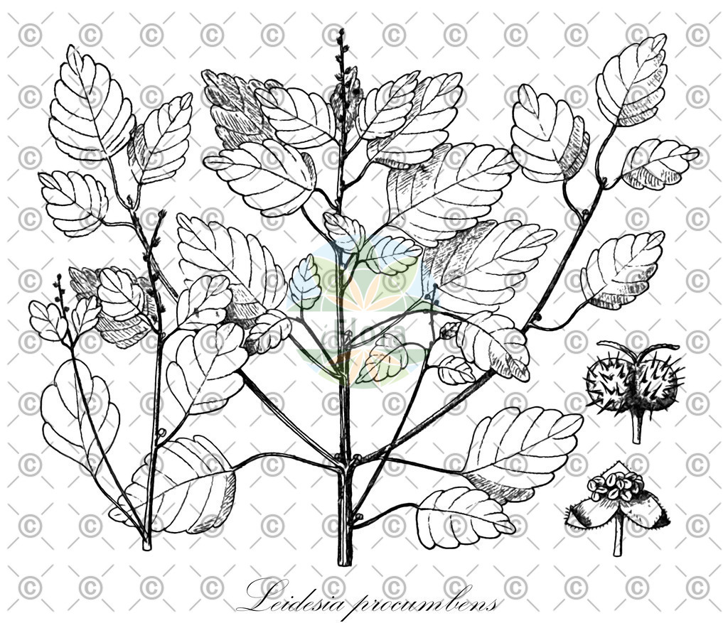 HistAbb_wfo-0001168269_1_ENZY_Simple | Historische Abbildung von Leidesia procumbens - Euphorbiaceae | Historical Illustration of Leidesia procumbens - Euphorbiaceae