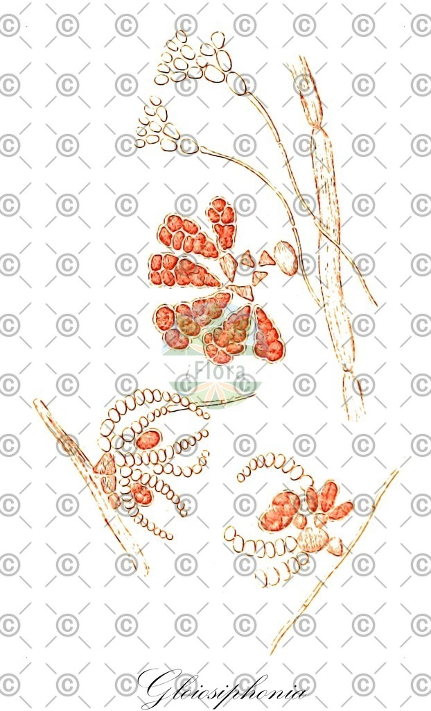 HistAbb_4P6P_3_ENZY_Simple | Historische Abbildung von Gloiosiphonia - Gloiosiphoniaceae (0) | Historical Illustration of Gloiosiphonia - Gloiosiphoniaceae (0)