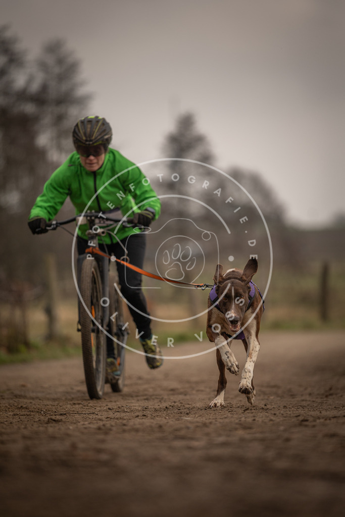 Pfotenfotografie_DV3A4054 | Hundefotografie, Tierfotograf, Pfotenfotografie, Fotoshooting Hund, Hunde Portrait, Hundesport, Hundeportraits, Heideshooting, Hunde, Sportfotograf, Hundefotograf, Turnierhundsport, THS,  - Realisiert mit Pictrs.com