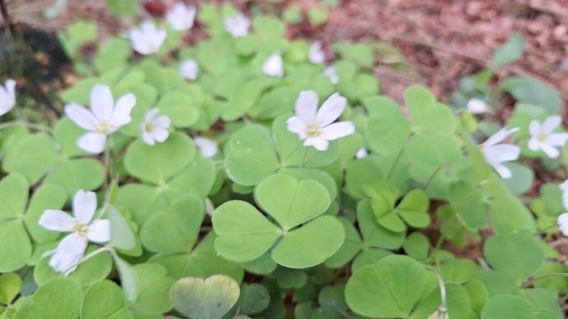 Sauerklee | Verkauf von Fotos und  Videoclips zumThema Natur.Motive sind Pflanzen, Tiere, Landschaftenund Wetter - Realisiert mit Pictrs.com