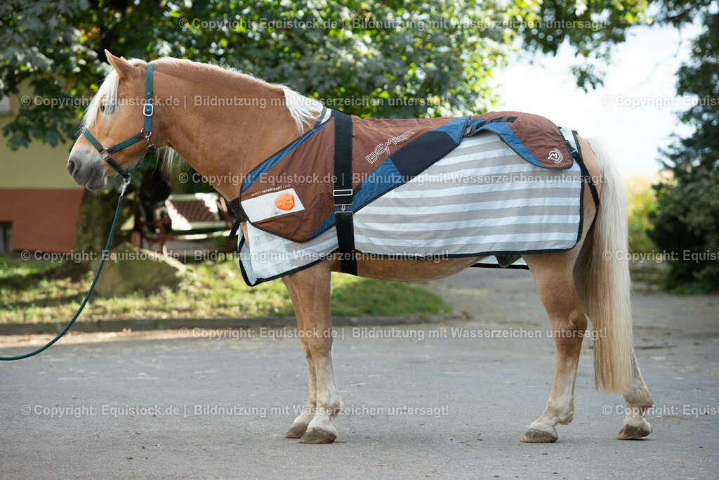 20200928_Bemer_Decke_0007 | equistock