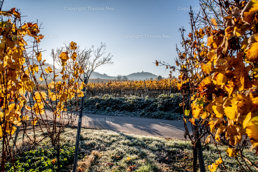 DSC_0308 | bbe,bre,goldener November, die Natur entschädigt im Moment für die Corona bedingten Maßnahmen , hier Blick auf die Weinberge zwischen Bensheim und Heppenheim (hessische Bergstraße) kurz nach Sonnenaufgang, , noch hat die Sonne den Raureif ganz weggetaut, ,, Bild: Thomas Neu