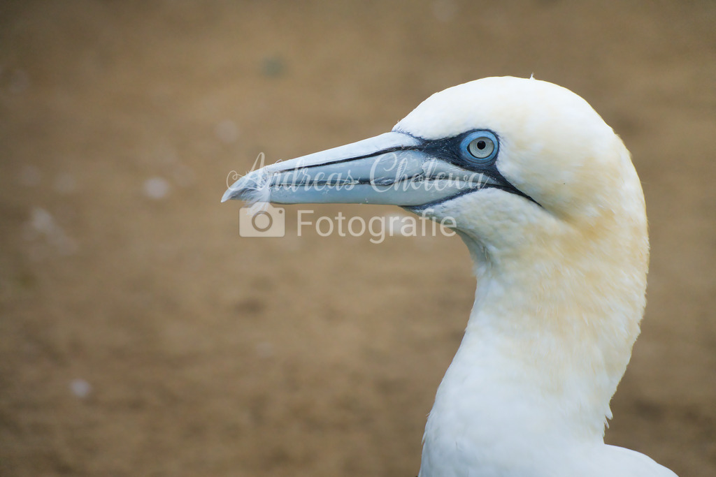 Basstölpel | Der Onlineshop für malerische Fotografien aus dem Landkreis Vechta✅ Premium Druck auf Leinwand✅ Acryl✅ oder Alu-Dibond✅➤Jetzt Bestellen! - Realisiert mit Pictrs.com