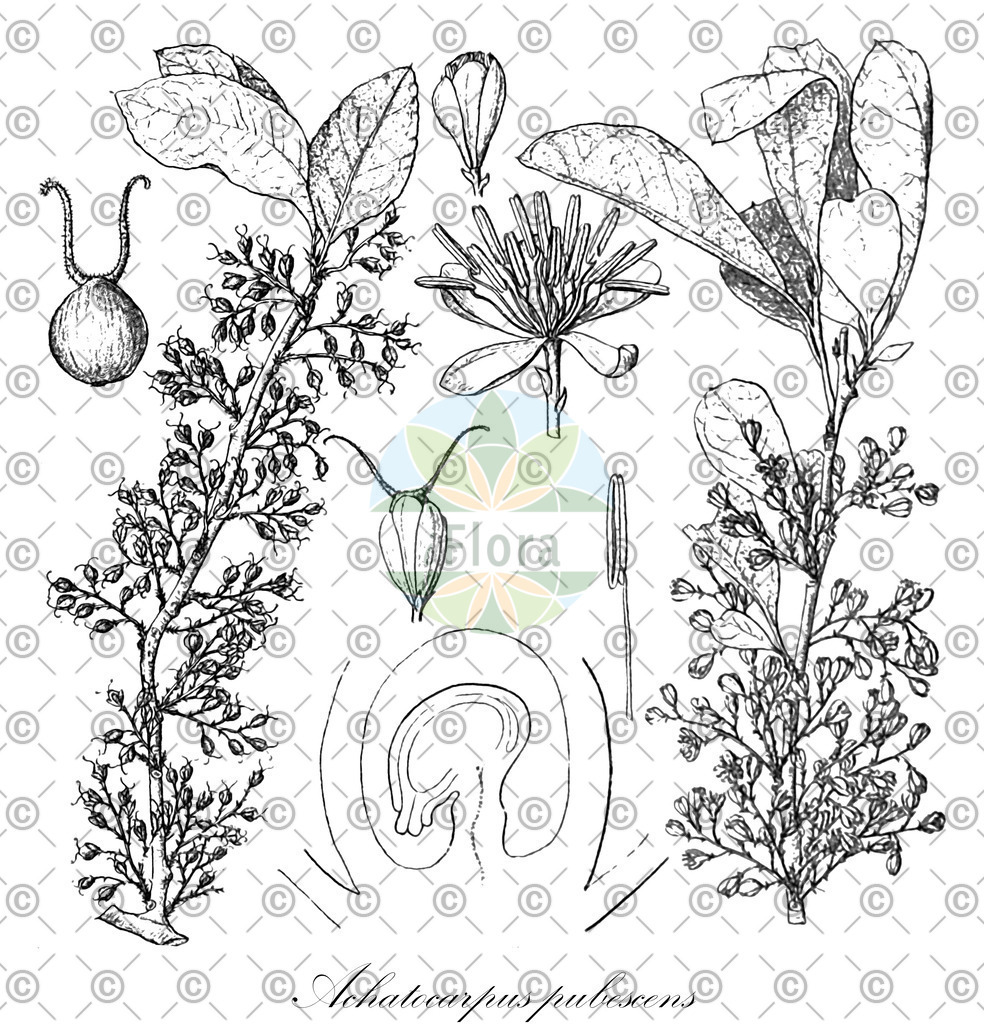 HistAbb_wfo-0000515946_1_ENZY_Simple | Historische Abbildung von Achatocarpus pubescens - Achatocarpaceae | Historical Illustration of Achatocarpus pubescens - Achatocarpaceae