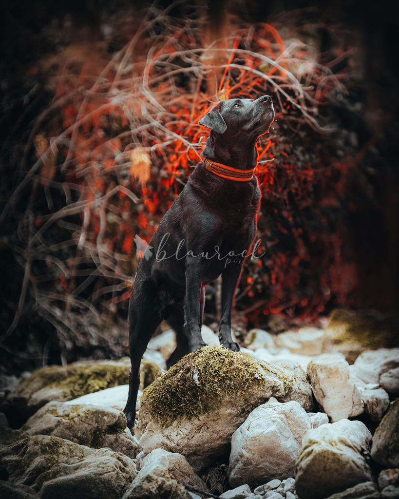 Akira A2_Eystrahorn-8875 | Sportbilder, Sportfotograf, Hochzeits- und Eventfotografin, Flugshows, Portraits und Tiershooting, Aviation, Downhill, Nationalleague, Swissleague, International