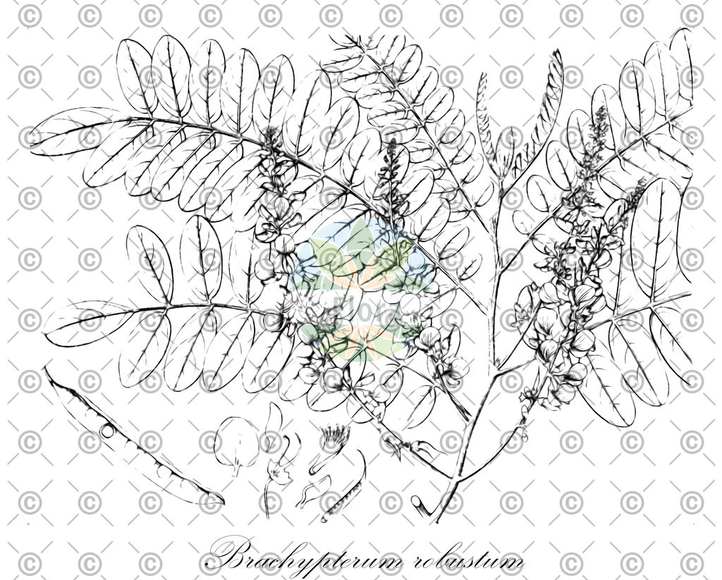 HistAbb_wfo-0000205328_1_ENZY_Simple | Historische Abbildung von Brachypterum robustum - Fabaceae | Historical Illustration of Brachypterum robustum - Fabaceae