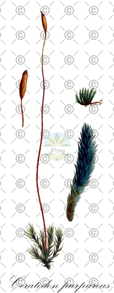 HistAbb_wfo-0000012051_1_ENZY_Simple | Historische Abbildung von Ceratodon purpureus - Ditrichaceae | Historical Illustration of Ceratodon purpureus - Ditrichaceae