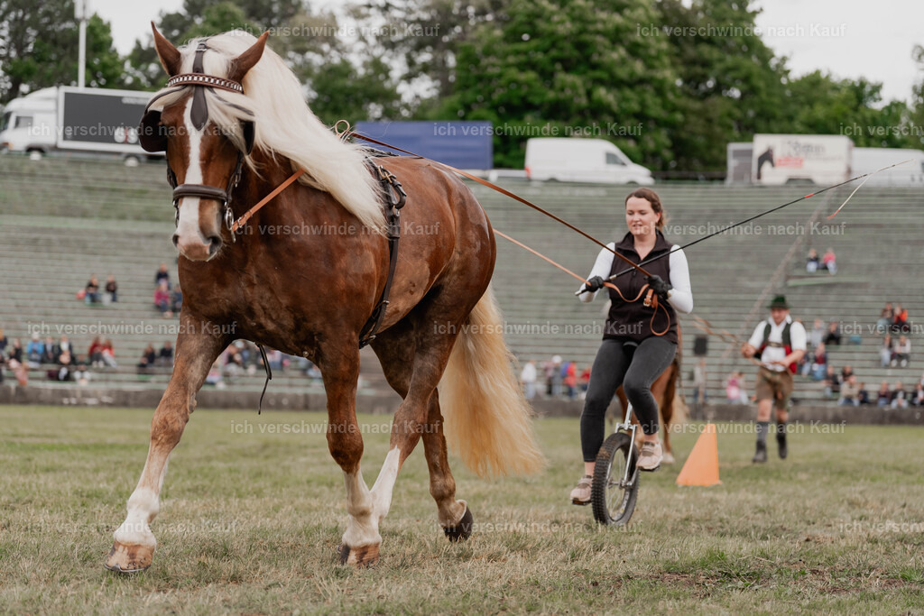 Showprogramm-369 | working equitationturnier fotograf videograf stoibphotography marixx film working equitation deutschland reitsport turnierfotografie eventfotografie equestrian events