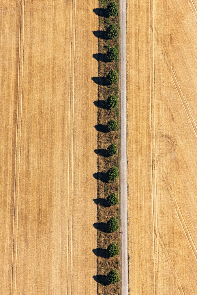dr__0038472.jpg | HANNOVER 23.07.2019 Senkrecht- Luftbild aus der Satelliten- Perspektive vom Baumreihe an einer Landstraße an einem Feldrand in Hannover im Bundesland Niedersachsen, Deutschland. // Vertical aerial view from the satellite perspective of the row of trees on a country road on a field edge in Hannover in the state Lower Saxony, Germany. Foto: Daniel Reiter