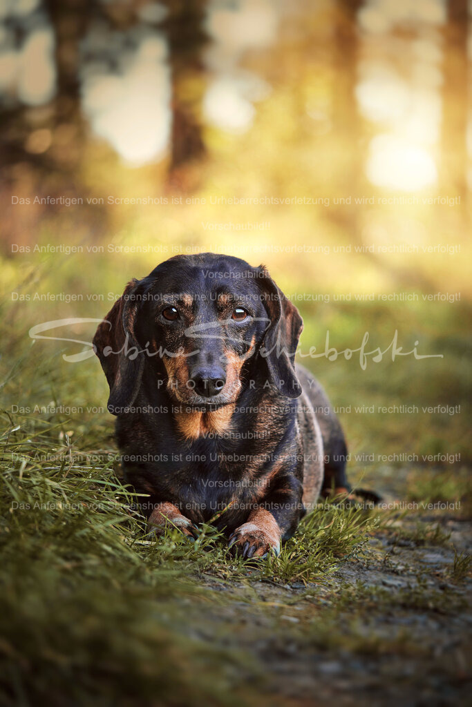 Hummel_23-09-082023_09_8_DSCF0581 | People- und Tierfotografie, Imageaufnahmen, Veranstaltungsfotografie und Wandbilder aus der Natur ★ Made in Germany ✔️ Druck + Downloads ✔️ Naturfotografie in Top Qualität ★ schneller Versand, weltweite Lieferung! - Realisiert mit Pictrs.com