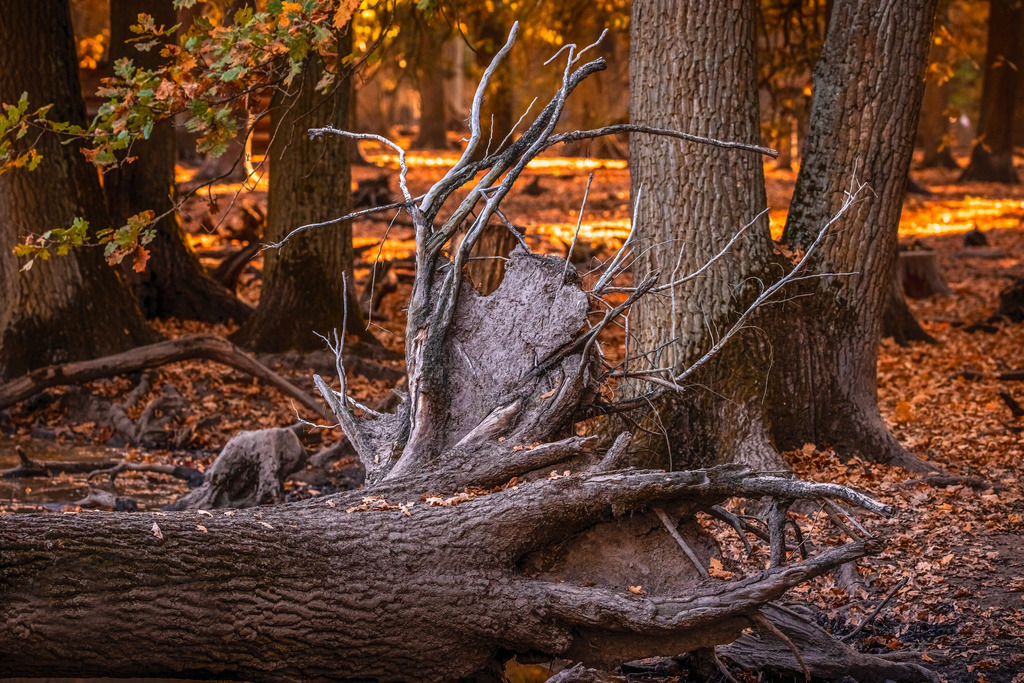 Kraft der Natur | fotografie-bernd-pfalzgraf - Realisiert mit Pictrs.com