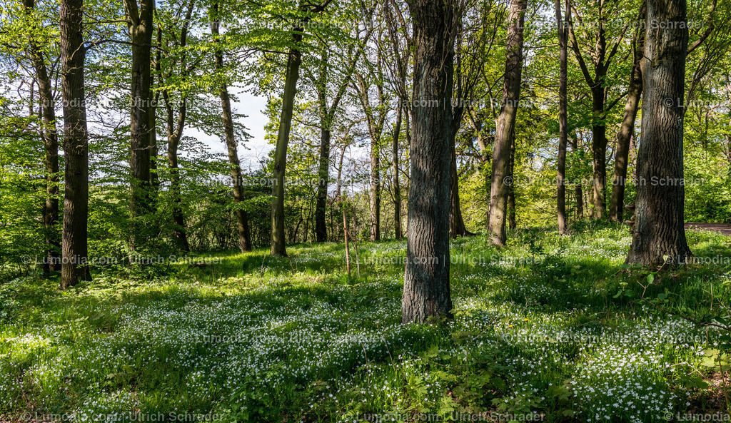 10049-3843 - Landschaftspark Degenershausen | Stockfoto und Bilderpool mit Bildmaterial aus Deutschland, dem Harz, Halberstadt, Quedlinburg, Wernigerode und weltweit. Qualitativ hochwertige und professionelle Fotos anschauen und kaufen. - Realisiert mit Pictrs.com