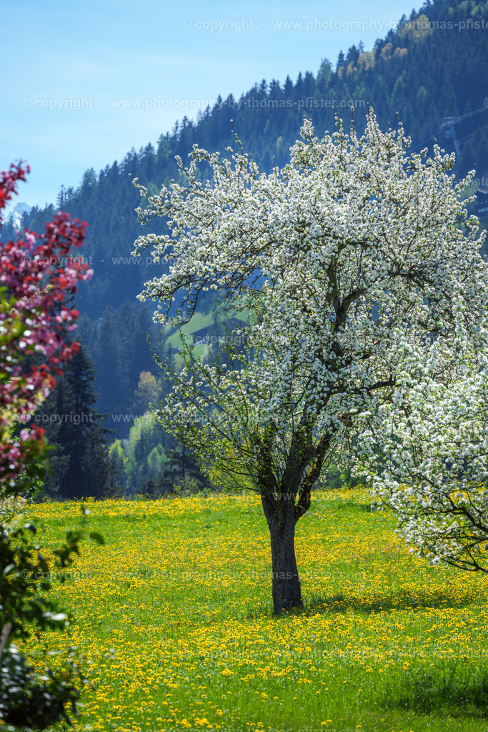Frühling in Ried im Zillertal copyright  Thomas Pfister-13 | PHOTOGRAPHY BY THOMAS PFISTER