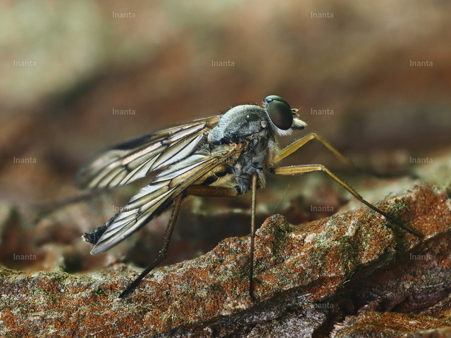 Schnepfenfliege (Rhagio scolopaceus) | Inanta - Realisiert mit Pictrs.com