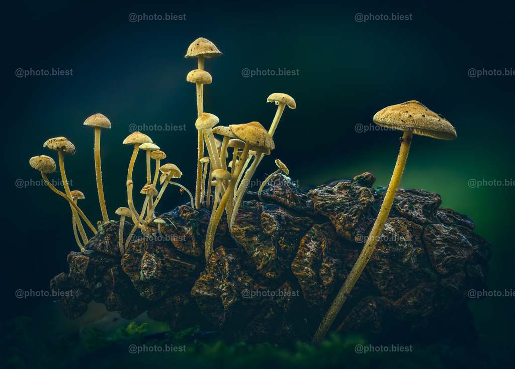 Planet "Pilzzapfen" | Ein kleiner Tannenzapfen im Wald, bewachsen mit etlichen gelben Pilzen. - Realisiert mit Pictrs.com