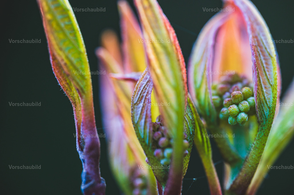 Fotoatelier Christian Hofmeister | Stadtlandschaften, sowie Makro-, Landschafts-, Natur- und Schwarzweißfotos aus der Region Celle &amp; Umgebung