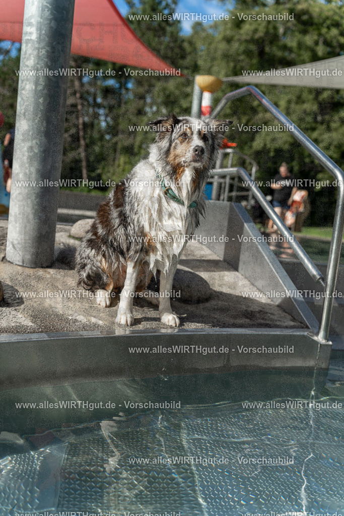Hundeschwimmen_Volksbad_2026-allesWIRTHgut_Tierfotografie-2609061535-7R501652 | Professionelle Tierfotografie in Mönchengladbach von Daniel Wirth (allesWIRTHgut). Liebevolle & natürliche Bilder von Hunden & Katzen für unvergessliche Erinnerungen.