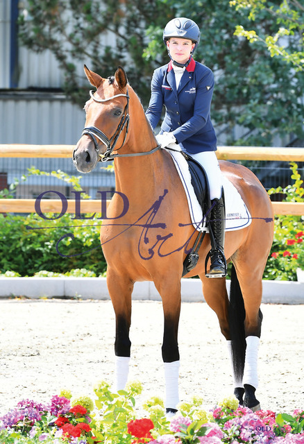 03 Quartett DE330300418 HE-Rpf Quantensprung - Sir Donnerhall I_b | <meta name="description" content="★Offizieller Merchandise und Foto-/Videostore des Oldenburger Verbandes.★ ✅Jetzt auch digital Ausdrucke erhältlich." />
<meta name="keywords" content="Merchandise Foto-/Videostore Oldenburger Verband Photographie 