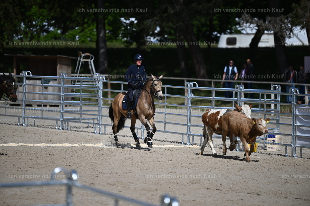PI26_COW_Sara Landvogt226_7223.JPG | working equitationturnier fotograf videograf stoibphotography marixx film working equitation deutschland reitsport turnierfotografie eventfotografie equestrian events