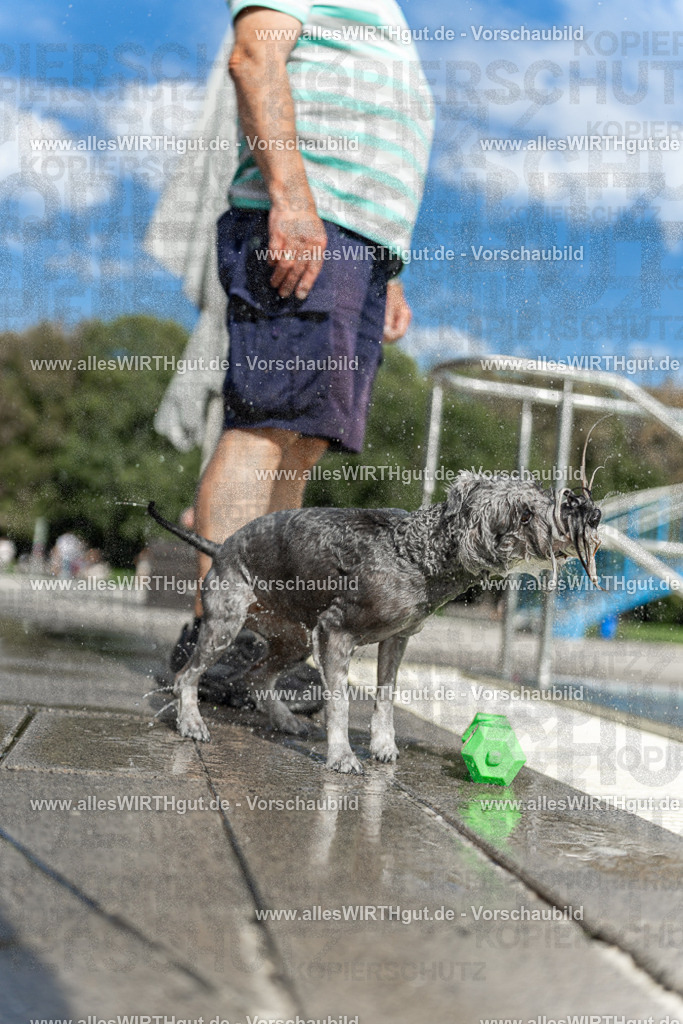 Hundeschwimmen_Volksbad_2026-allesWIRTHgut_Tierfotografie-2609061519-7R501435 | Professionelle Tierfotografie in Mönchengladbach von Daniel Wirth (allesWIRTHgut). Liebevolle & natürliche Bilder von Hunden & Katzen für unvergessliche Erinnerungen.