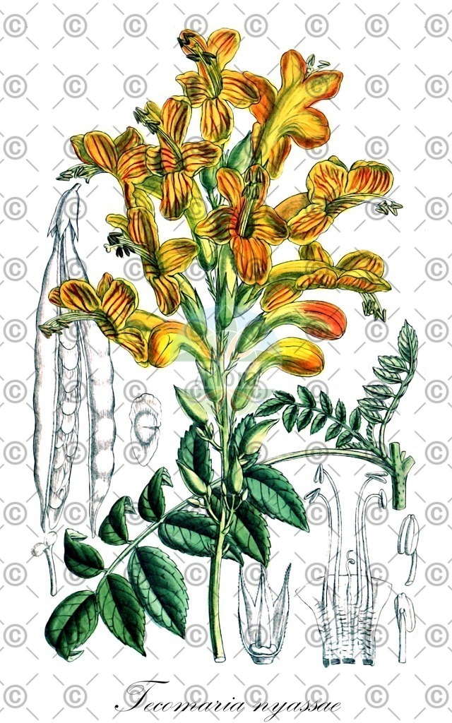 HistAbb_wfo-0001108420_1_ENZY_Simple | Historische Abbildung von Tecomaria nyassae - Bignoniaceae | Historical Illustration of Tecomaria nyassae - Bignoniaceae