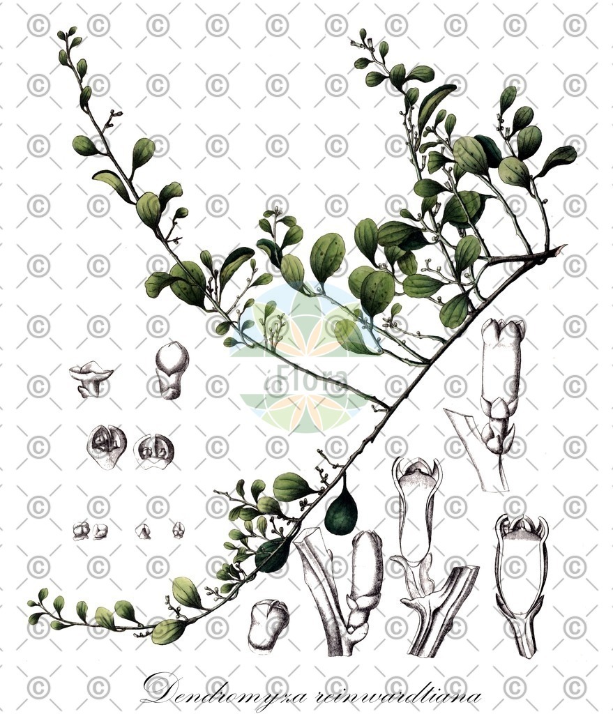 HistAbb_wfo-0000941578_2_ENZY_Simple | Historische Abbildung von Dendromyza reinwardtiana - Santalaceae | Historical Illustration of Dendromyza reinwardtiana - Santalaceae