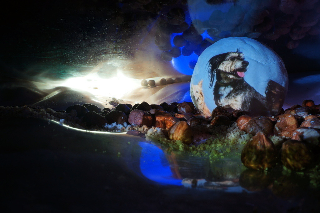 Hund | cornelia-geissler - Realisiert mit Pictrs.com