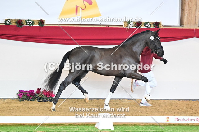68_Secret - Dancier_787_4552 | Björn Schroeder Pferdefotografie