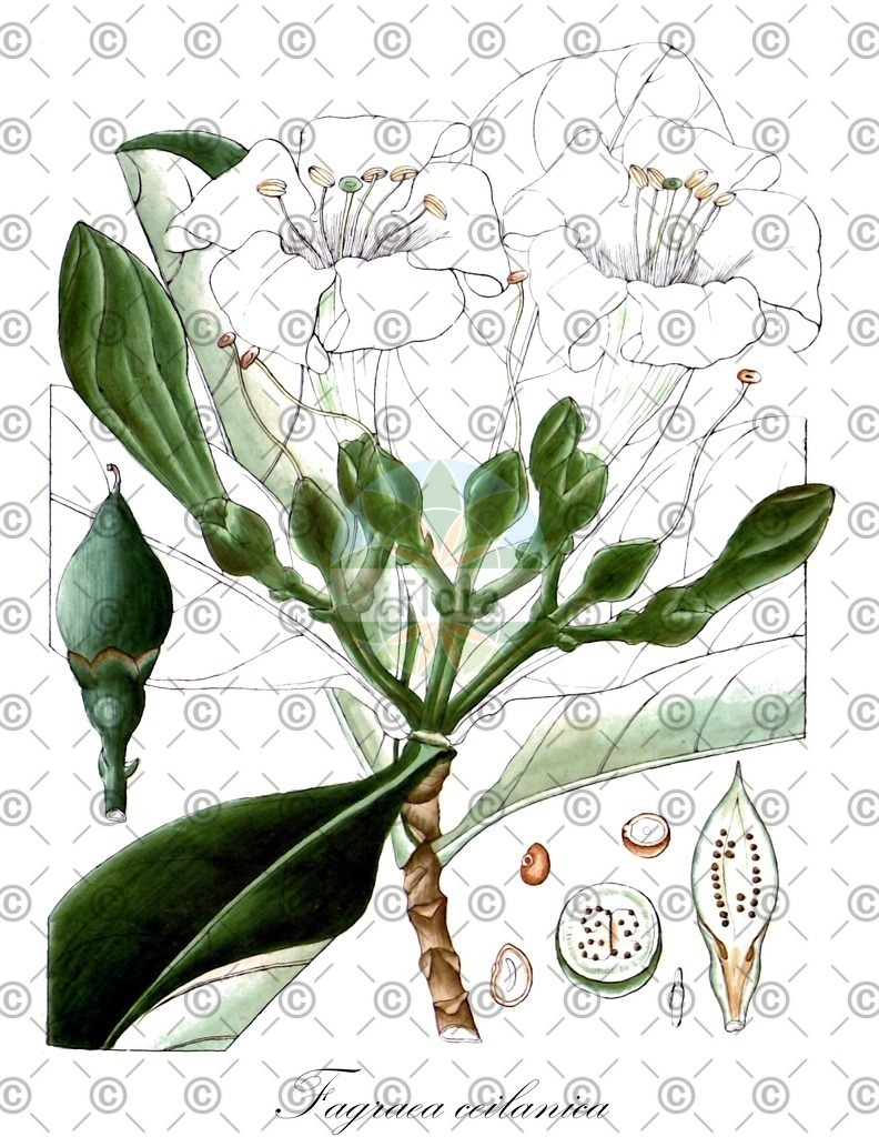 Histabb_EMP_23372SRC_Koehler_1887_by_W._Mueller_SIMPLE | Historische Abbildung von Fagraea ceilanica - Gentianaceae | Historical Illustration of Fagraea ceilanica - Gentianaceae