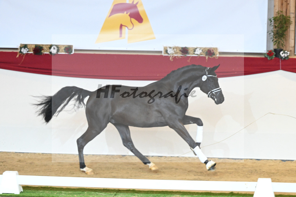 Kat-Nr. 64 Meridian_Schadock_1230346 | hf-fotografie - Realisiert mit Pictrs.com