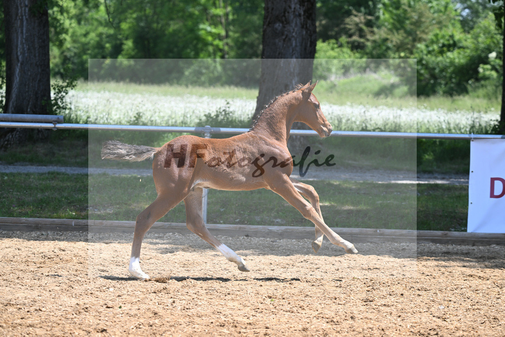 Kat-Nr. 24 HF Baggio_Schindele_14230596 | hf-fotografie - Realisiert mit Pictrs.com