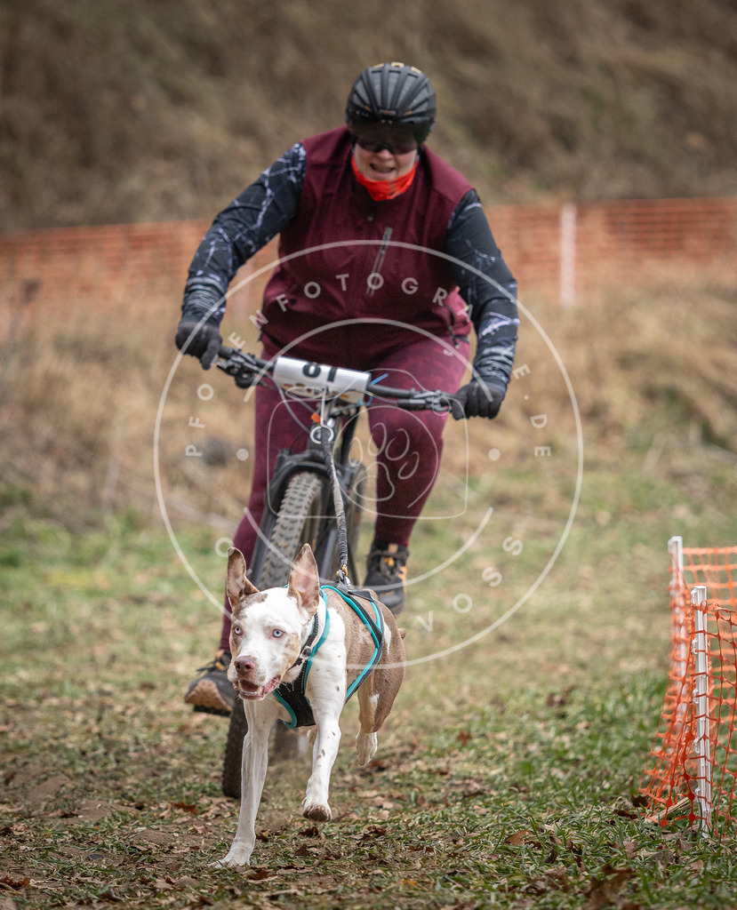 Pfotenfotografie_DV3A5562 | Hundefotografie, Tierfotograf, Pfotenfotografie, Fotoshooting Hund, Hunde Portrait, Hundesport, Hundeportraits, Heideshooting, Hunde, Sportfotograf, Hundefotograf, Turnierhundsport, THS,  - Realisiert mit Pictrs.com