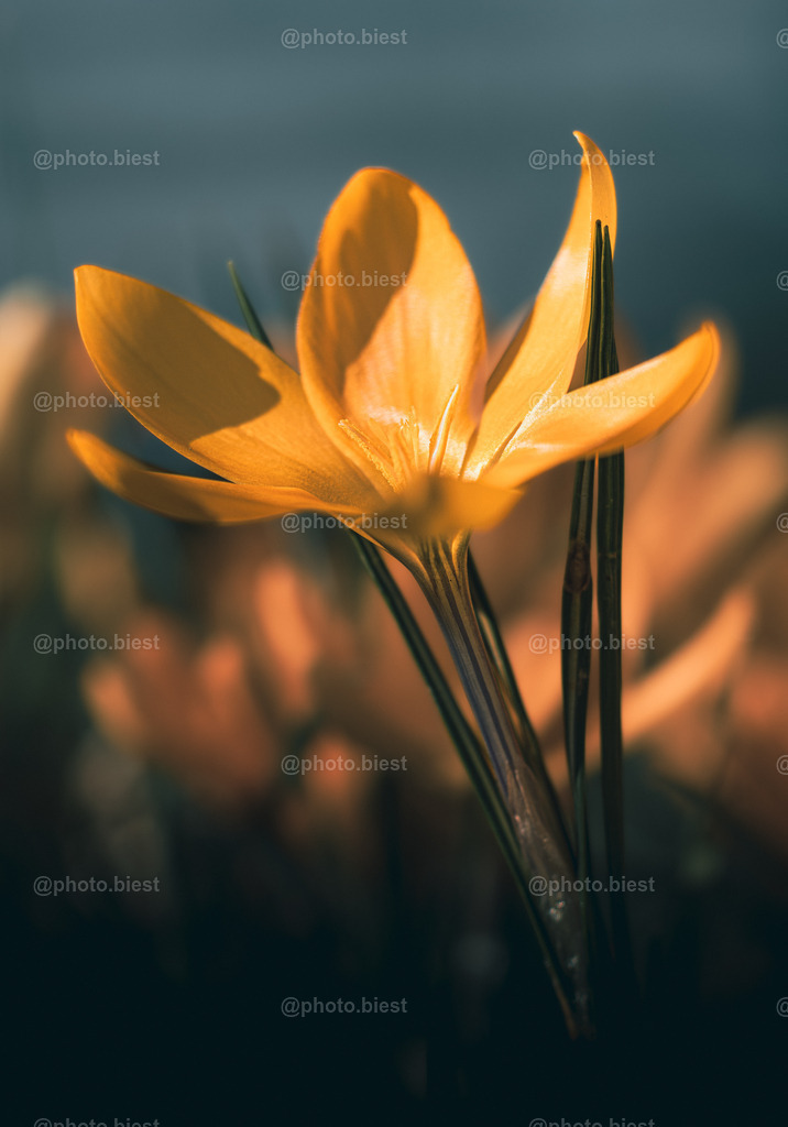 Gelber Krokus | Ein Krokus im Sonnenlicht. - Realisiert mit Pictrs.com