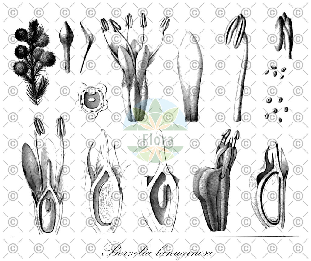 HistAbb_wfo-0000564577_2_ENZY_Simple | Historische Abbildung von Berzelia lanuginosa - Bruniaceae | Historical Illustration of Berzelia lanuginosa - Bruniaceae
