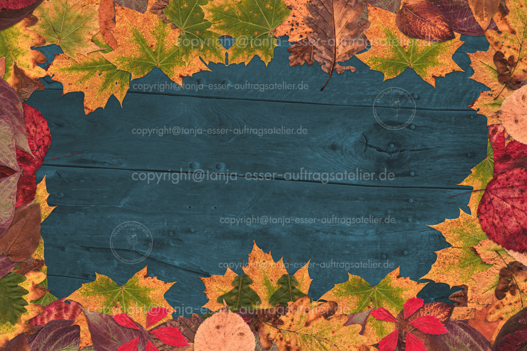 Autumn leafs as a frame in front ob blue wood | Herbstblätter in einem Oval angeordnet umrahmen eine wunderschön türkis farbige Holzfläche. 