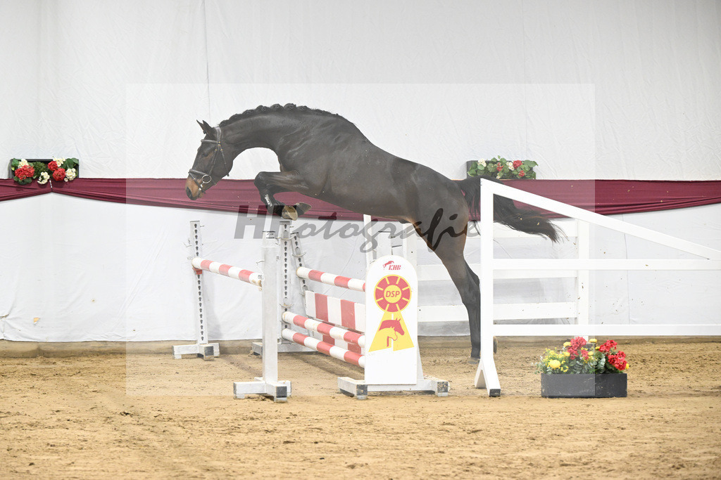 Kat-Nr. 99 Conthalou x Colestus_ZG Erkner_47253205 | hf-fotografie - Realisiert mit Pictrs.com