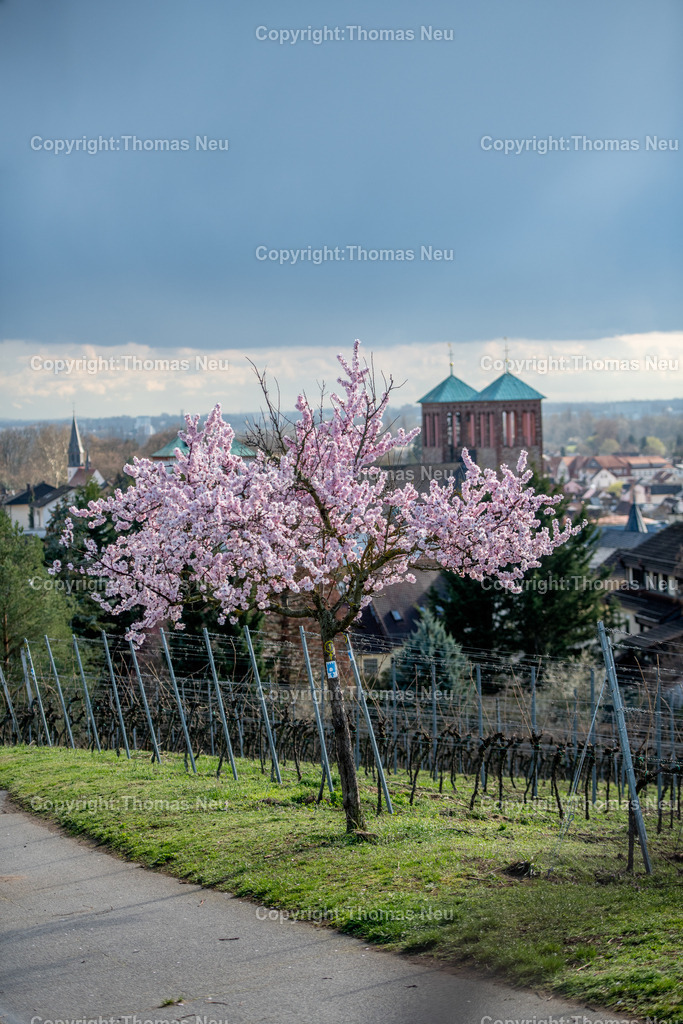 mandelbluete-kirchberg-bensheim-Bensheim-Fruehling-bergstrasse-kirche-sankt-georgFotografie-thomas-neu.jpg-18 | Blühender Mandelbaum im Frühling am Bensheimer Kirchberg mit Blick über die Stadt und die Weinberge an der Hessischen Bergstraße.