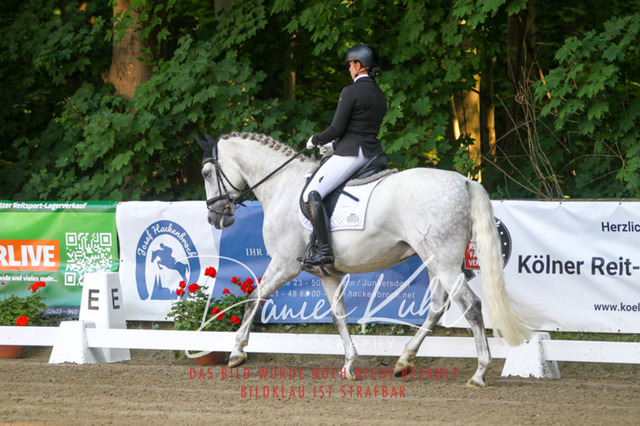 DKP42834 | Turniersportfotografie; Pferdefotografie; Dressurfotografie