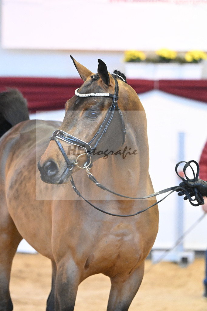 Kat-Nr. 24 v. Don VHP Z_Schwinghammer_66221299 | hf-fotografie - Realisiert mit Pictrs.com