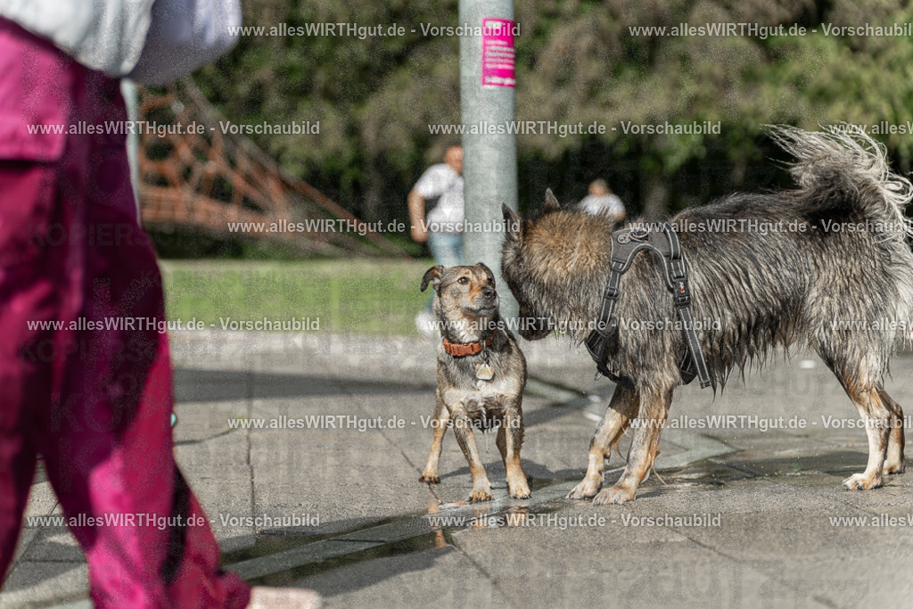 Hundeschwimmen_Volksbad_2026-allesWIRTHgut_Tierfotografie-2609061531-7R501594 | Professionelle Tierfotografie in Mönchengladbach von Daniel Wirth (allesWIRTHgut). Liebevolle & natürliche Bilder von Hunden & Katzen für unvergessliche Erinnerungen.