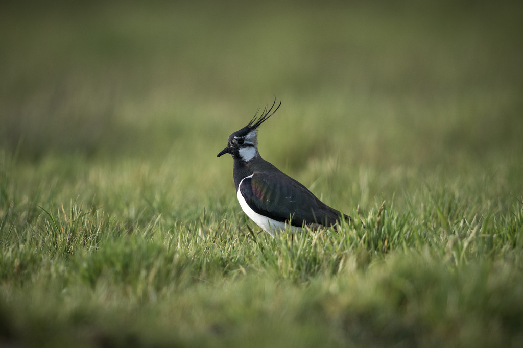 Kiebitz aus dem Donaumoos | Ich bin Fotograf aus Neuburg an der Donau und spezialisiere mich auf Wildlife-Fotografie, Landschaftsaufnahmen und Portraits.Ob Hochzeit, Familienbilder oder Naturaufnahmen – ich fange echte Momente ein, die bleiben. 