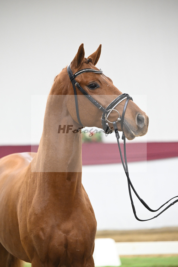 Kat-Nr. 135 Value x For Romance I_Drews Reutalmuehle eGbR_47254574 | hf-fotografie - Realisiert mit Pictrs.com