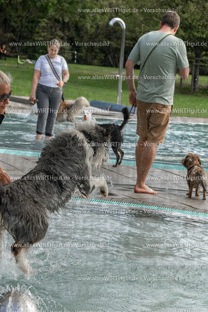 Hundeschwimmen_Volksbad_2026-allesWIRTHgut_Tierfotografie-2609061512-FAY07167 | Professionelle Tierfotografie in Mönchengladbach von Daniel Wirth (allesWIRTHgut). Liebevolle & natürliche Bilder von Hunden & Katzen für unvergessliche Erinnerungen.