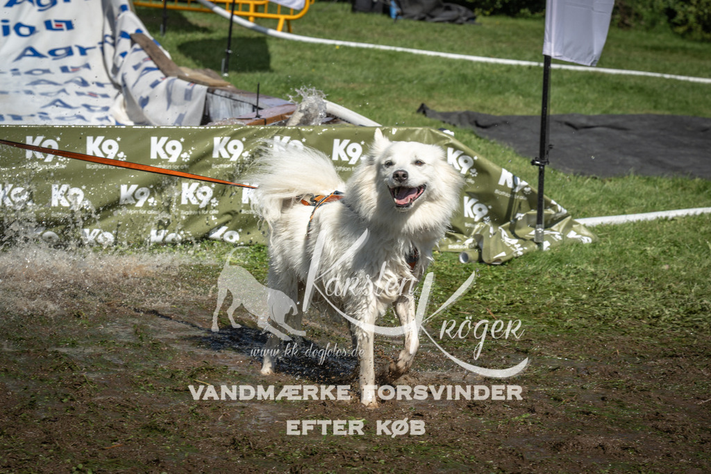 1435_ZZ95152 | kk-dogfotos