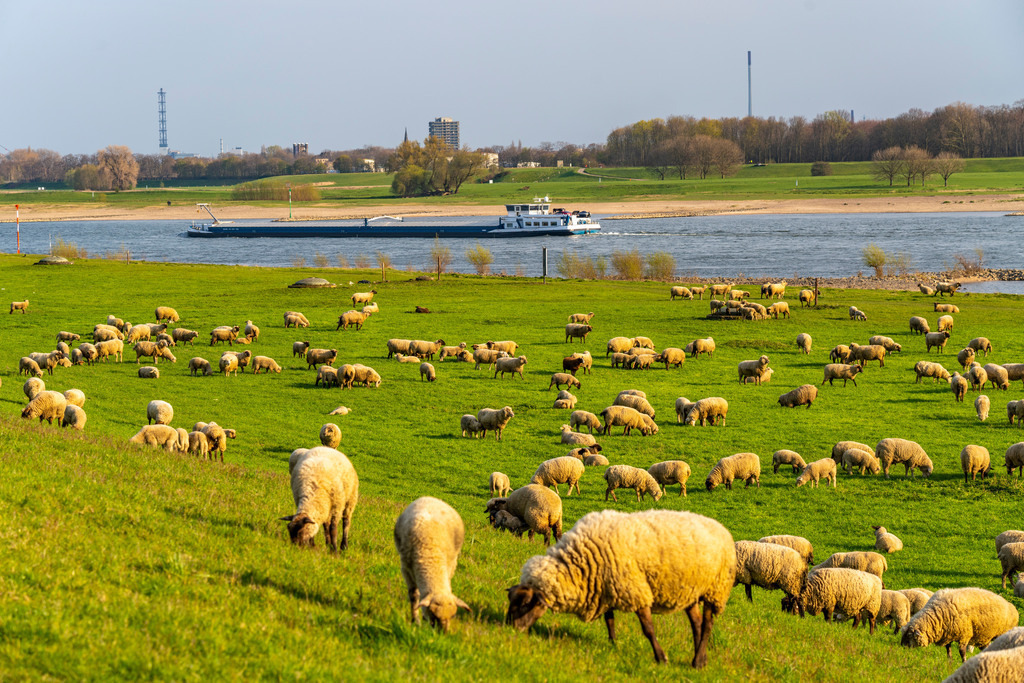 JT-210409 | Rheindeich bei Duisburg-Beeckerwerth, Schafherde,  Duisburg, NRW, Deutschland  - Realisiert mit Pictrs.com